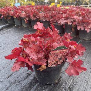 Heuchera ´FIRE CHIEF´, kont. C1L